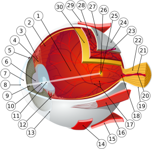 786px-Eye-diagram_svg