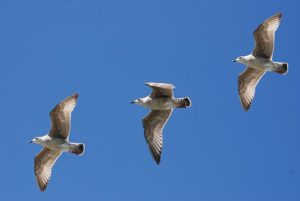 tre måger flyver i blå himmel