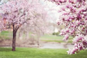 magnolia træer i blomst