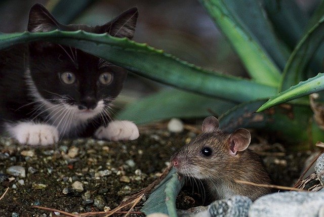 Billede af kat, der jager en mus